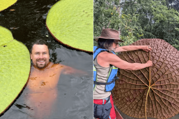 Selfie no Instagram leva botânico a descobrir planta gigante que a ciência ainda não conhecia