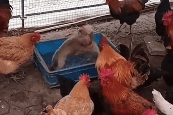 Galinhas assistem “briga” entre filhotes de cachorro e vídeo viraliza