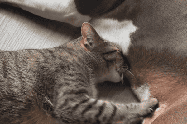 Gata é flagrada mamando em cadela e cena inusitada viraliza