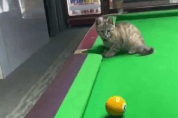 Gatinho fofo rouba a cena ao ajudar homem a vencer partida de sinuca