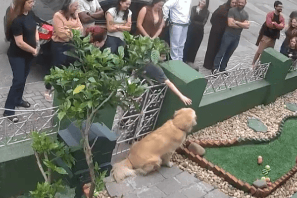 Golden retriever vira atração e recebe carinho de dezenas de desconhecidos no portão de casa