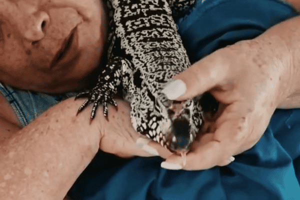 Lagarto dorme no peito da vovó e conquista a internet com cena fofa