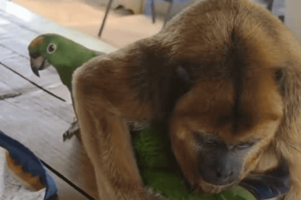 Macaca surpreende ao acariciar e proteger papagaio em pousada no Pantanal