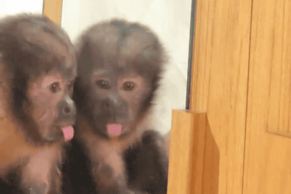 Macaquinho Chico vê seu reflexo no espelho e começa a lambê-lo