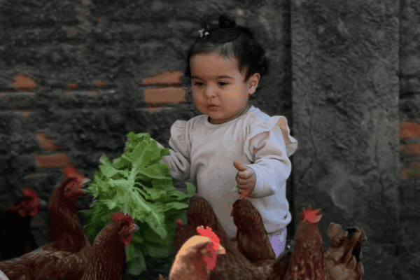 Menina tenta alimentar galinhas, mas aves não obedecem e cena viraliza