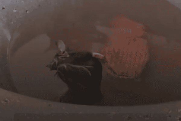 Rato é flagrado tomando banho em tanque de lavanderia e vídeo viraliza
