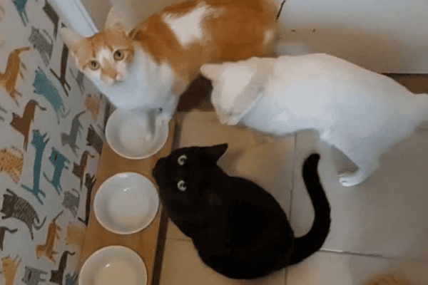 Gatos fazem fila para o café da manhã e organização impressiona internautas