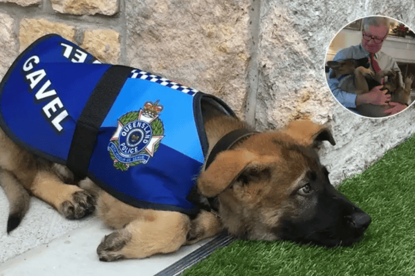 Cachorro é dispensado de treinamento policial por ser amigável demais