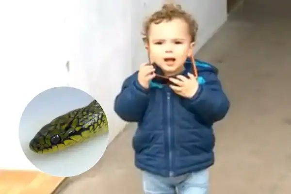 Criança de 1 ano morde cobra e surpreende médicos com o que acontece depois