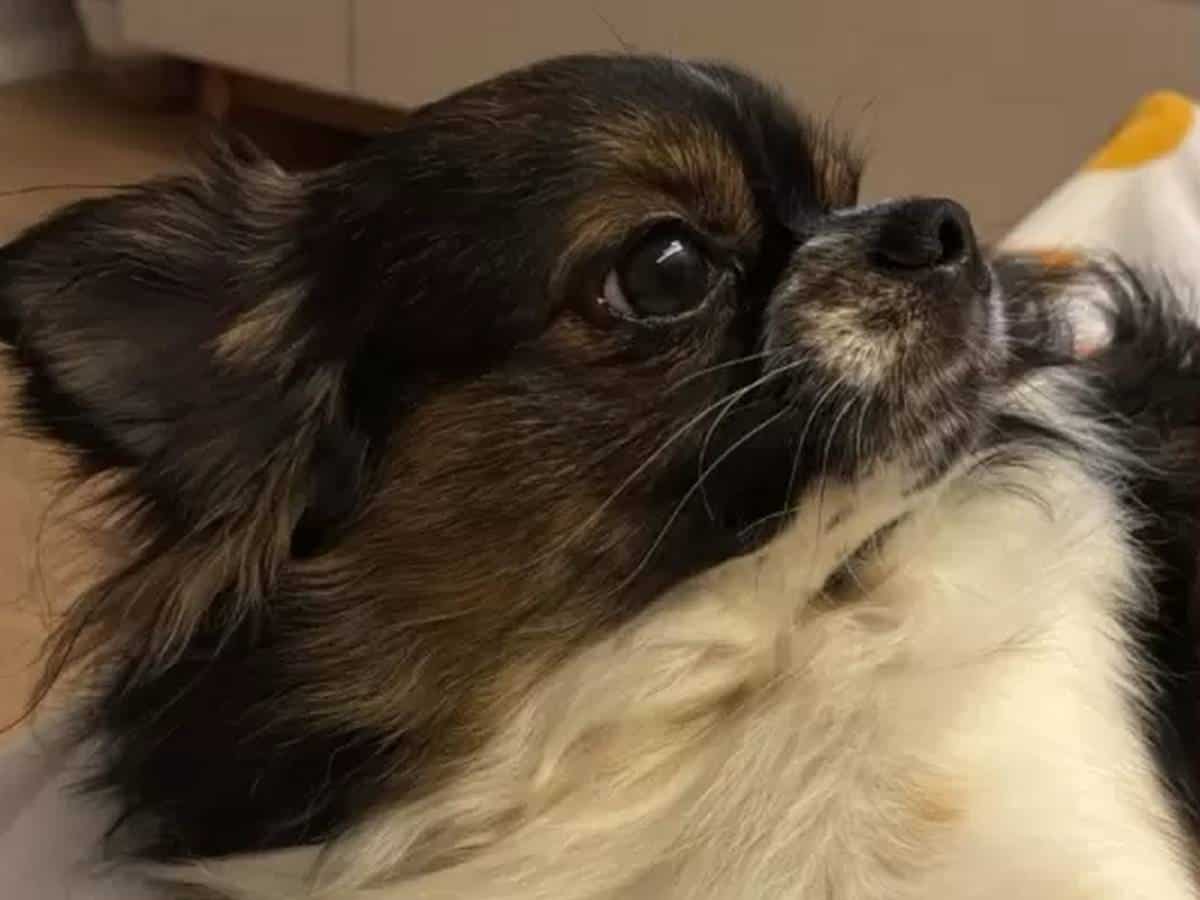 Cachorro é salvo durante um ataque de pitbull, mas o que aconteceu depois chocou a família (Foto: Instagram)