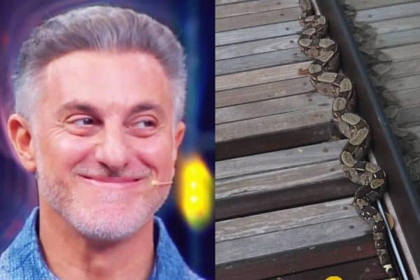 Luciano Huck flagra jiboia em sua mansão e revela outros visitantes inesperados
