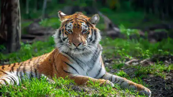 Homem é morto por tigre ao invadir recinto do Yorkshire Wildlife Park e parque é esvaziado