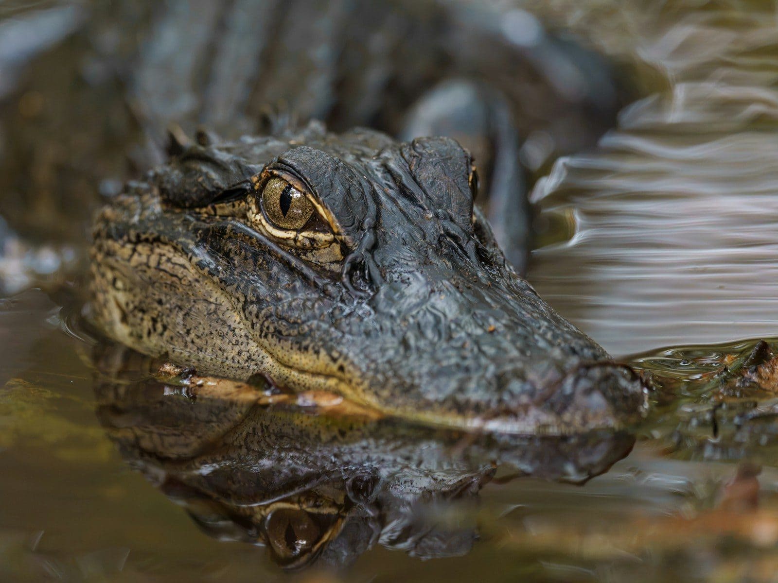 An American alligator head partially submerged in dark water with a clear reflection
