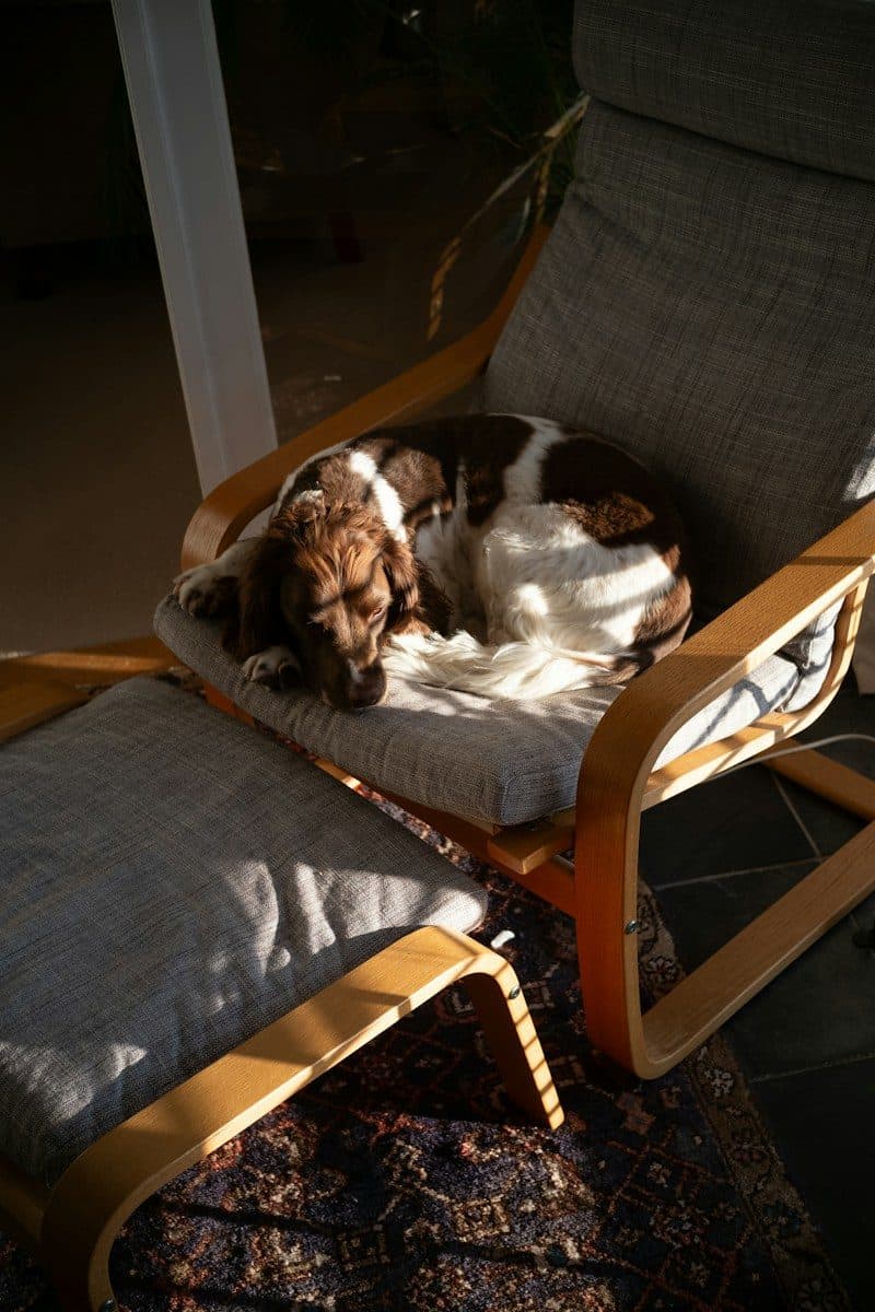 A brown and white dog sleeping in a sunlit armchair
