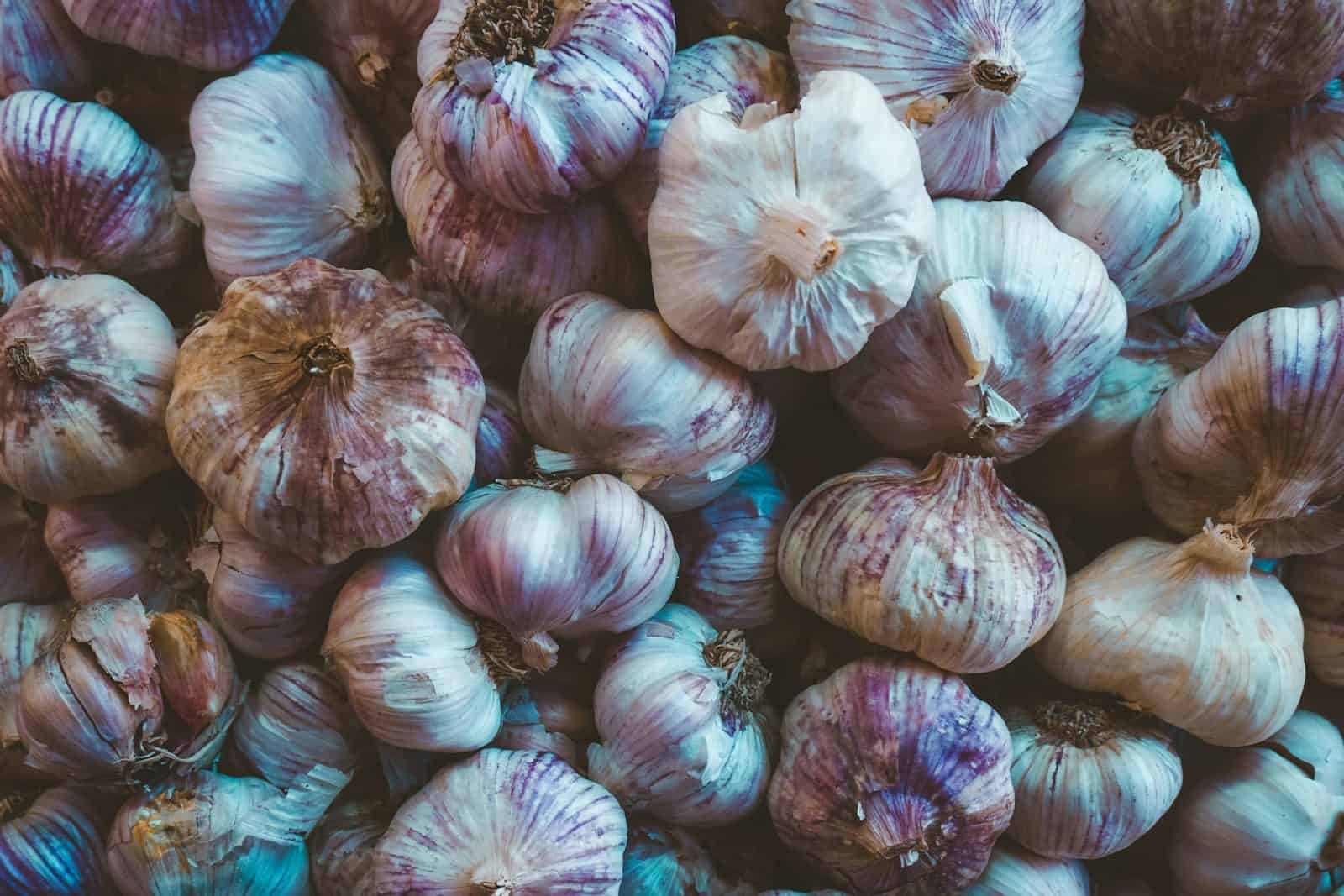 A large pile of fresh garlic bulbs with purple streaks
