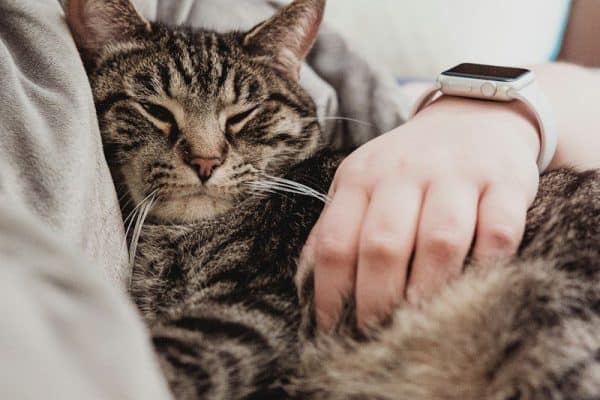 Estudo com 93 países encontra ligação inesperada entre gatos e felicidade
