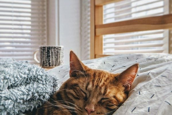 Seu gato aguenta ficar sozinho por quantas horas? Veterinários revelam o limite