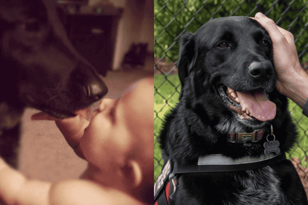 Cachorro desconfia de babá, alerta família e ajuda a revelar maus-tratos contra bebê