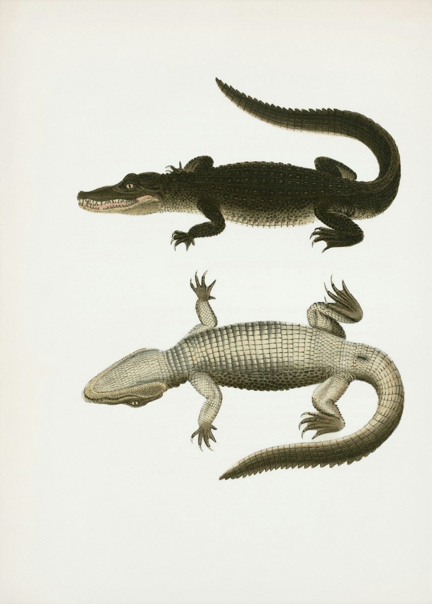 Two reptiles, one dark and one light, on white background