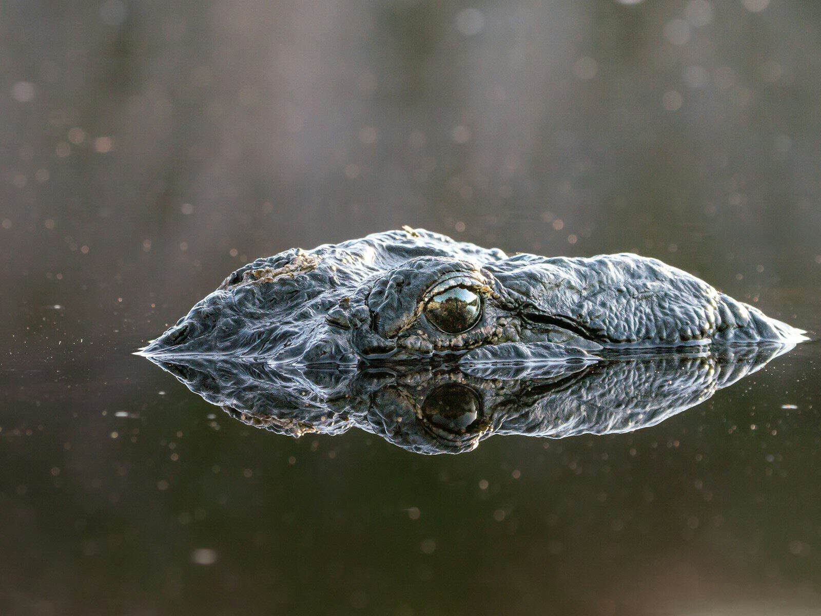 A crocodile peeking out of the water